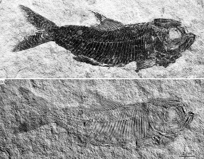 图为多饰维纳斯鱼雄性个体(上)和雌性个体(下)。 中科院供图