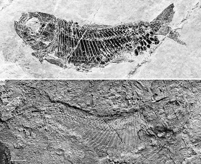 云南发现多饰维纳斯鱼化石 系两亿四千万年前新鳍鱼