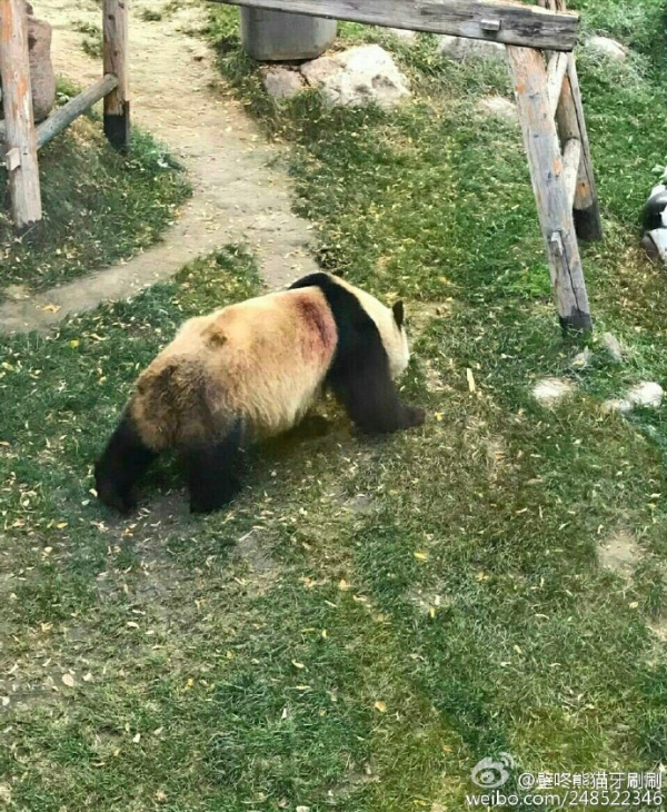 兰州动物园回应“虐待熊猫”传言：系蹭痒时被块石硬物划伤