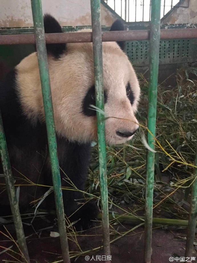 兰州动物园回应“大熊猫遭虐待”：不慎被竹子刺伤