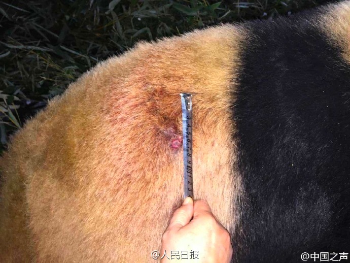 兰州动物园回应“大熊猫遭虐待”：不慎被竹子刺伤